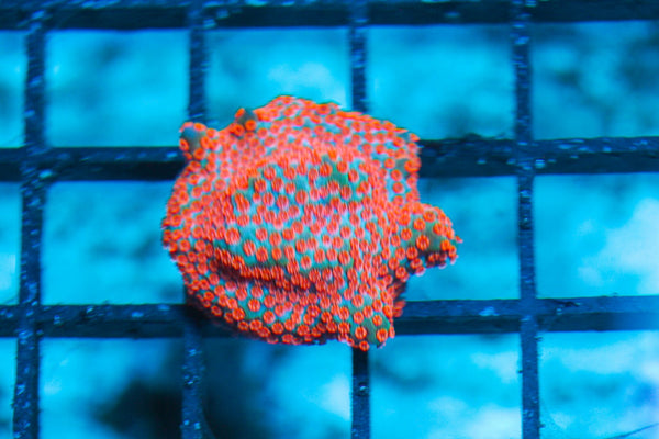 wholesale_coral - saltwater_fish saltwater_coral - rare corals - coralsdepot - Corals_Depot - live_corals - eye-catching-coral quality_marine_fish -quality-marine discoun