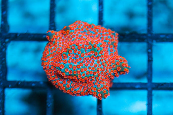 wholesale_coral - saltwater_fish saltwater_coral - rare corals - coralsdepot - Corals_Depot - live_corals - eye-catching-coral quality_marine_fish -quality-marine discoun