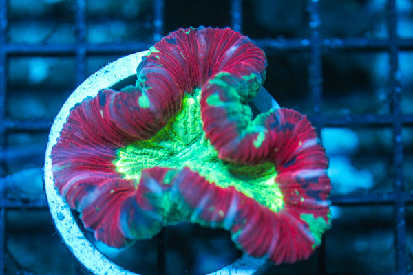 wholesale_coral - saltwater_fish saltwater_coral - rare corals - coralsdepot - Corals_Depot - live_corals - eye-catching-coral quality_marine_fish -quality-marine discoun