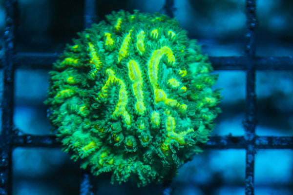 wholesale_coral - saltwater_fish saltwater_coral - rare corals - coralsdepot - Corals_Depot - live_corals - eye-catching-coral quality_marine_fish -quality-marine discoun