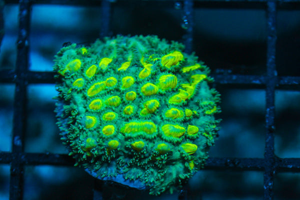 wholesale_coral - saltwater_fish saltwater_coral - rare corals - coralsdepot - Corals_Depot - live_corals - eye-catching-coral quality_marine_fish -quality-marine discoun