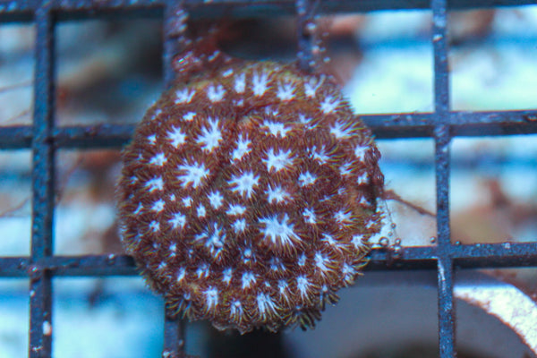 wholesale_coral - saltwater_fish saltwater_coral - rare corals - coralsdepot - Corals_Depot - live_corals - eye-catching-coral quality_marine_fish -quality-marine discoun
