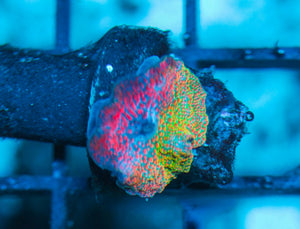 wholesale_coral - saltwater_fish saltwater_coral - rare corals - coralsdepot - Corals_Depot - live_corals - eye-catching-coral quality_marine_fish -quality-marine discoun