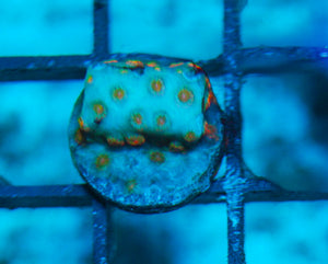 wholesale_coral - saltwater_fish saltwater_coral - rare corals - coralsdepot - Corals_Depot - live_corals - eye-catching-coral quality_marine_fish -quality-marine discoun