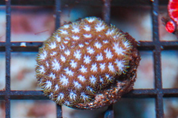 wholesale_coral - saltwater_fish saltwater_coral - rare corals - coralsdepot - Corals_Depot - live_corals - eye-catching-coral quality_marine_fish -quality-marine discoun