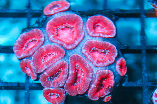 wholesale_coral - saltwater_fish saltwater_coral - rare corals - coralsdepot - Corals_Depot - live_corals - eye-catching-coral quality_marine_fish -quality-marine discoun