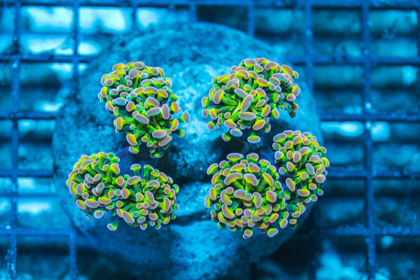wholesale_coral - saltwater_fish saltwater_coral - rare corals - coralsdepot - Corals_Depot - live_corals - eye-catching-coral quality_marine_fish -quality-marine discoun