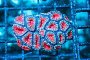 wholesale_coral - saltwater_fish saltwater_coral - rare corals - coralsdepot - Corals_Depot - live_corals - eye-catching-coral quality_marine_fish -quality-marine discoun