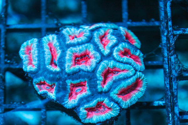 wholesale_coral - saltwater_fish saltwater_coral - rare corals - coralsdepot - Corals_Depot - live_corals - eye-catching-coral quality_marine_fish -quality-marine discoun