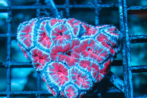 wholesale_coral - saltwater_fish saltwater_coral - rare corals - coralsdepot - Corals_Depot - live_corals - eye-catching-coral quality_marine_fish -quality-marine discoun