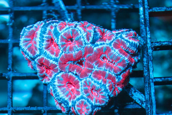 wholesale_coral - saltwater_fish saltwater_coral - rare corals - coralsdepot - Corals_Depot - live_corals - eye-catching-coral quality_marine_fish -quality-marine discoun