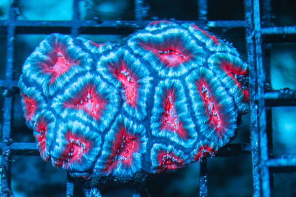 wholesale_coral - saltwater_fish saltwater_coral - rare corals - coralsdepot - Corals_Depot - live_corals - eye-catching-coral quality_marine_fish -quality-marine discoun