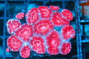 wholesale_coral - saltwater_fish saltwater_coral - rare corals - coralsdepot - Corals_Depot - live_corals - eye-catching-coral quality_marine_fish -quality-marine discoun