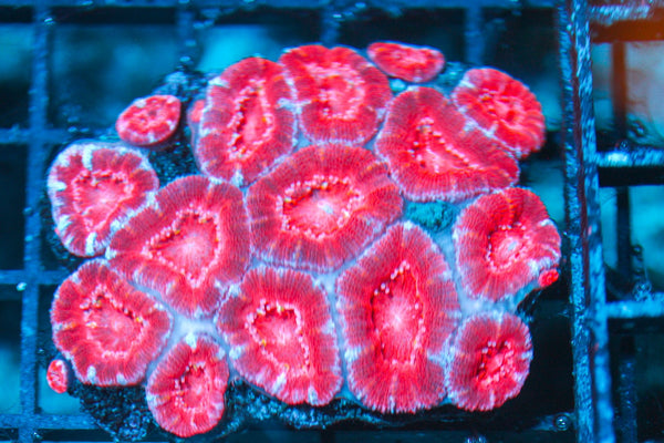 wholesale_coral - saltwater_fish saltwater_coral - rare corals - coralsdepot - Corals_Depot - live_corals - eye-catching-coral quality_marine_fish -quality-marine discoun