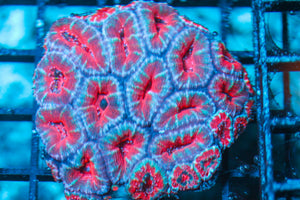 wholesale_coral - saltwater_fish saltwater_coral - rare corals - coralsdepot - Corals_Depot - live_corals - eye-catching-coral quality_marine_fish -quality-marine discoun