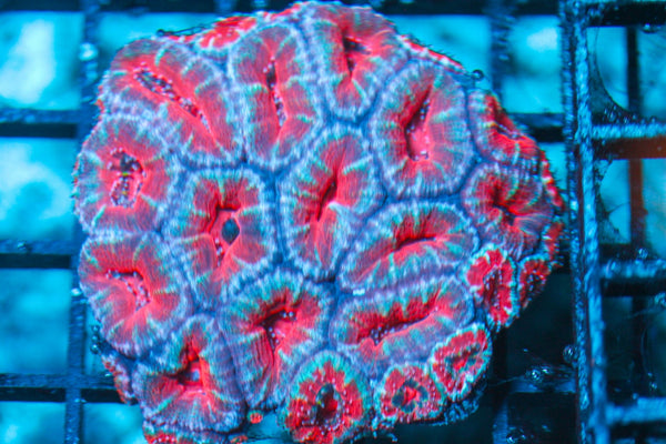wholesale_coral - saltwater_fish saltwater_coral - rare corals - coralsdepot - Corals_Depot - live_corals - eye-catching-coral quality_marine_fish -quality-marine discoun