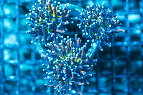 wholesale_coral - saltwater_fish saltwater_coral - rare corals - coralsdepot - Corals_Depot - live_corals - eye-catching-coral quality_marine_fish -quality-marine discoun
