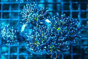 wholesale_coral - saltwater_fish saltwater_coral - rare corals - coralsdepot - Corals_Depot - live_corals - eye-catching-coral quality_marine_fish -quality-marine discoun