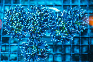 wholesale_coral - saltwater_fish saltwater_coral - rare corals - coralsdepot - Corals_Depot - live_corals - eye-catching-coral quality_marine_fish -quality-marine discoun