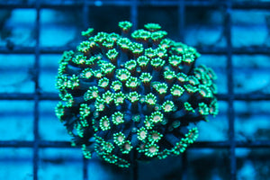 wholesale_coral - saltwater_fish saltwater_coral - rare corals - coralsdepot - Corals_Depot - live_corals - eye-catching-coral quality_marine_fish -quality-marine discoun