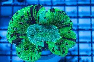 wholesale_coral - saltwater_fish saltwater_coral - rare corals - coralsdepot - Corals_Depot - live_corals - eye-catching-coral quality_marine_fish -quality-marine discoun