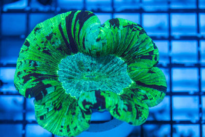 wholesale_coral - saltwater_fish saltwater_coral - rare corals - coralsdepot - Corals_Depot - live_corals - eye-catching-coral quality_marine_fish -quality-marine discoun