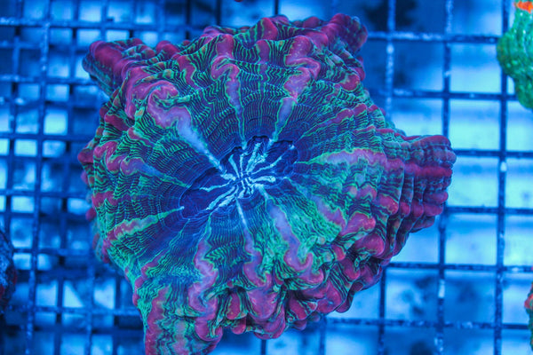 wholesale_coral - saltwater_fish saltwater_coral - rare corals - coralsdepot - Corals_Depot - live_corals - eye-catching-coral quality_marine_fish -quality-marine discoun