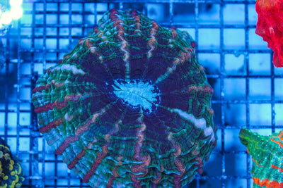 wholesale_coral - saltwater_fish saltwater_coral - rare corals - coralsdepot - Corals_Depot - live_corals - eye-catching-coral quality_marine_fish -quality-marine discoun