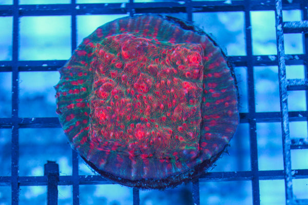 wholesale_coral - saltwater_fish saltwater_coral - rare corals - coralsdepot - Corals_Depot - live_corals - eye-catching-coral quality_marine_fish -quality-marine discoun