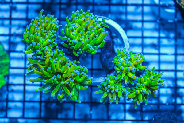 wholesale_coral - saltwater_fish saltwater_coral - rare corals - coralsdepot - Corals_Depot - live_corals - eye-catching-coral quality_marine_fish -quality-marine discoun