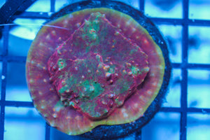 wholesale_coral - saltwater_fish saltwater_coral - rare corals - coralsdepot - Corals_Depot - live_corals - eye-catching-coral quality_marine_fish -quality-marine discoun