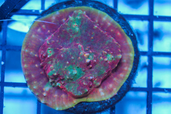 wholesale_coral - saltwater_fish saltwater_coral - rare corals - coralsdepot - Corals_Depot - live_corals - eye-catching-coral quality_marine_fish -quality-marine discoun