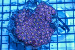 wholesale_coral - saltwater_fish saltwater_coral - rare corals - coralsdepot - Corals_Depot - live_corals - eye-catching-coral quality_marine_fish -quality-marine discoun