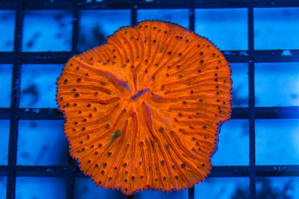 wholesale_coral - saltwater_fish saltwater_coral - rare corals - coralsdepot - Corals_Depot - live_corals - eye-catching-coral quality_marine_fish -quality-marine discoun