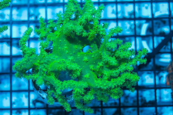 wholesale_coral - saltwater_fish saltwater_coral - rare corals - coralsdepot - Corals_Depot - live_corals - eye-catching-coral quality_marine_fish -quality-marine discoun