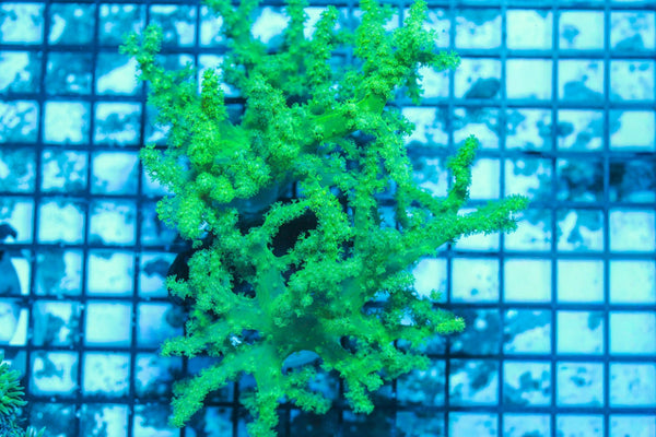 wholesale_coral - saltwater_fish saltwater_coral - rare corals - coralsdepot - Corals_Depot - live_corals - eye-catching-coral quality_marine_fish -quality-marine discoun
