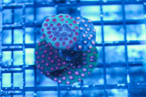 wholesale_coral - saltwater_fish saltwater_coral - rare corals - coralsdepot - Corals_Depot - live_corals - eye-catching-coral quality_marine_fish -quality-marine discoun