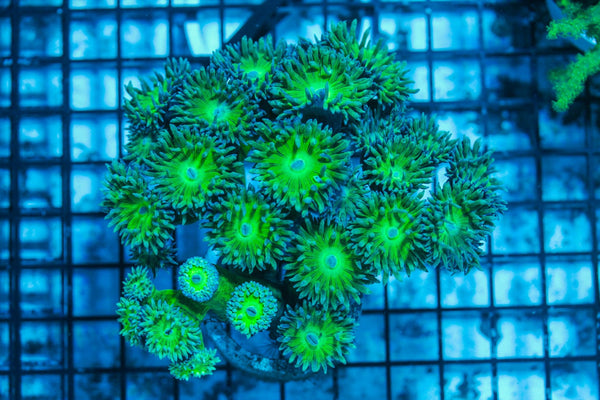 wholesale_coral - saltwater_fish saltwater_coral - rare corals - coralsdepot - Corals_Depot - live_corals - eye-catching-coral quality_marine_fish -quality-marine discoun