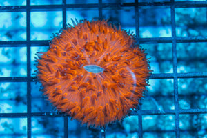 wholesale_coral - saltwater_fish saltwater_coral - rare corals - coralsdepot - Corals_Depot - live_corals - eye-catching-coral quality_marine_fish -quality-marine discoun