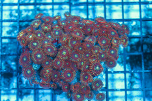 wholesale_coral - saltwater_fish saltwater_coral - rare corals - coralsdepot - Corals_Depot - live_corals - eye-catching-coral quality_marine_fish -quality-marine discoun