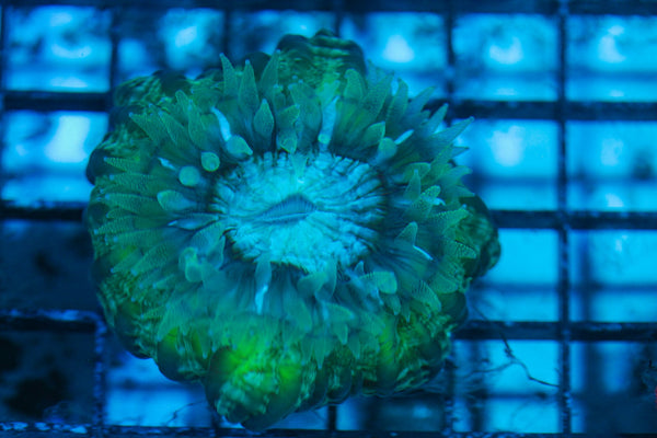 wholesale_coral - saltwater_fish saltwater_coral - rare corals - coralsdepot - Corals_Depot - live_corals - eye-catching-coral quality_marine_fish -quality-marine discoun