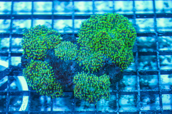 wholesale_coral - saltwater_fish saltwater_coral - rare corals - coralsdepot - Corals_Depot - live_corals - eye-catching-coral quality_marine_fish -quality-marine discoun