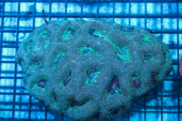wholesale_coral - saltwater_fish saltwater_coral - rare corals - coralsdepot - Corals_Depot - live_corals - eye-catching-coral quality_marine_fish -quality-marine discoun