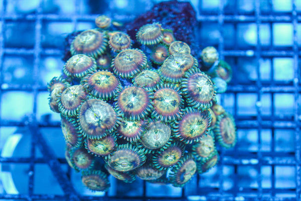 wholesale_coral - saltwater_fish saltwater_coral - rare corals - coralsdepot - Corals_Depot - live_corals - eye-catching-coral quality_marine_fish -quality-marine discoun