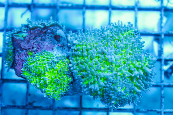 wholesale_coral - saltwater_fish saltwater_coral - rare corals - coralsdepot - Corals_Depot - live_corals - eye-catching-coral quality_marine_fish -quality-marine discoun