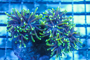 wholesale_coral - saltwater_fish saltwater_coral - rare corals - coralsdepot - Corals_Depot - live_corals - eye-catching-coral quality_marine_fish -quality-marine discoun