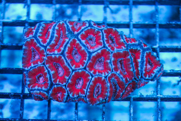 wholesale_coral - saltwater_fish saltwater_coral - rare corals - coralsdepot - Corals_Depot - live_corals - eye-catching-coral quality_marine_fish -quality-marine discoun