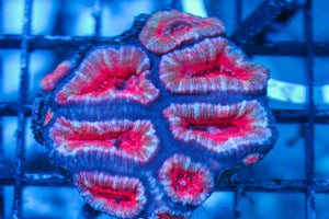 wholesale_coral - saltwater_fish saltwater_coral - rare corals - coralsdepot - Corals_Depot - live_corals - eye-catching-coral quality_marine_fish -quality-marine discoun