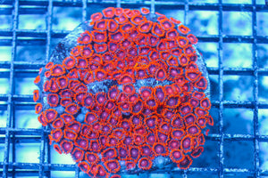 wholesale_coral - saltwater_fish saltwater_coral - rare corals - coralsdepot - Corals_Depot - live_corals - eye-catching-coral quality_marine_fish -quality-marine discoun