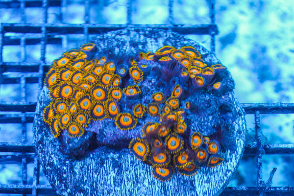wholesale_coral - saltwater_fish saltwater_coral - rare corals - coralsdepot - Corals_Depot - live_corals - eye-catching-coral quality_marine_fish -quality-marine discoun